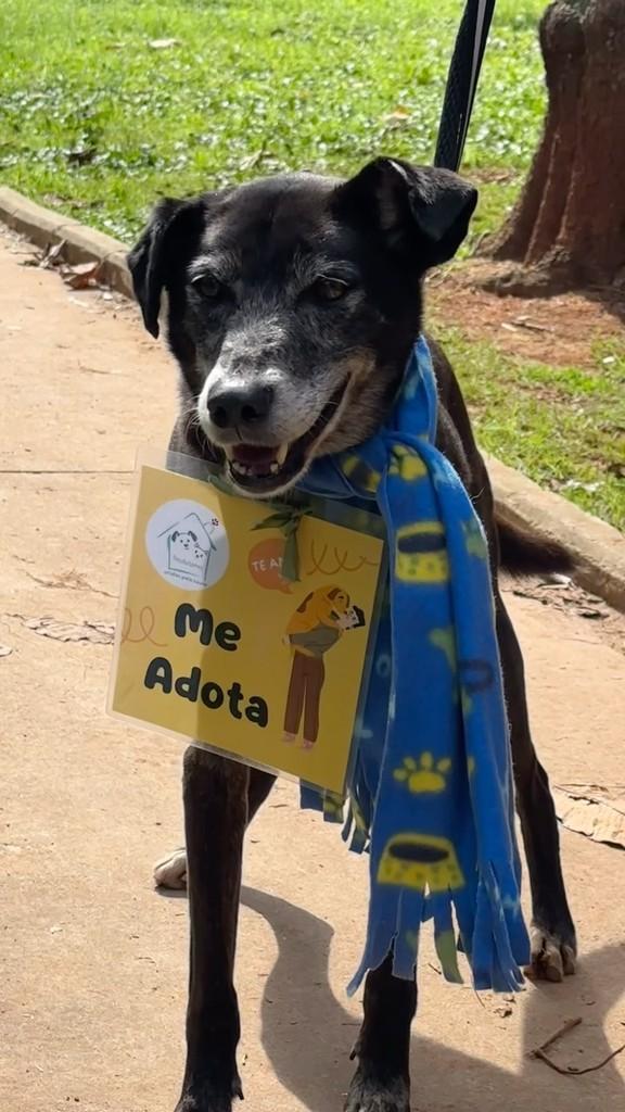 Francisco, cachorro de porte médio para adoção em São Paulo - SP