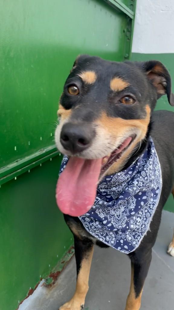 Bob, cachorro de porte pequeno para adoção em São Paulo - SP