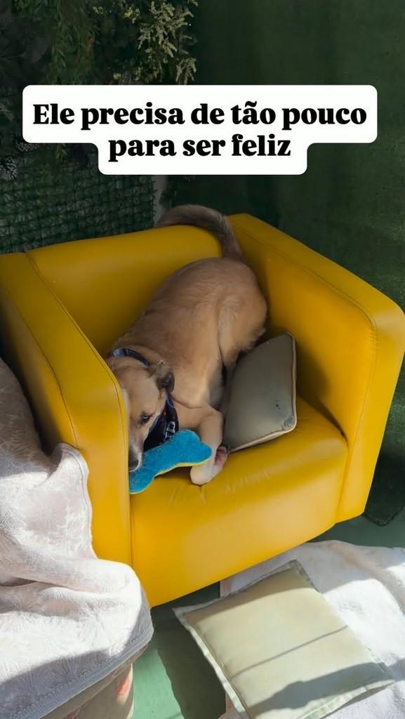 Maylon, cachorro de porte médio para adoção em São Paulo - SP