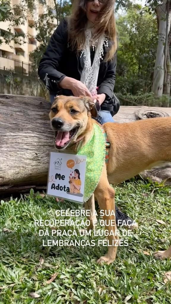 Clara, cachorro de porte pequeno para adoção em São Paulo - SP
