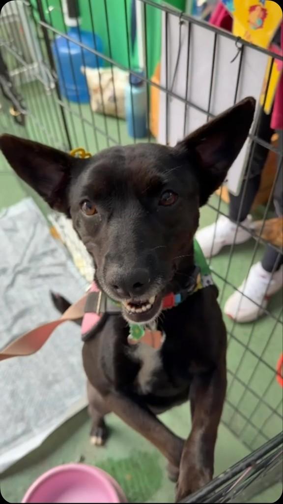 June, cadela de porte pequeno para adoção em São Paulo - SP