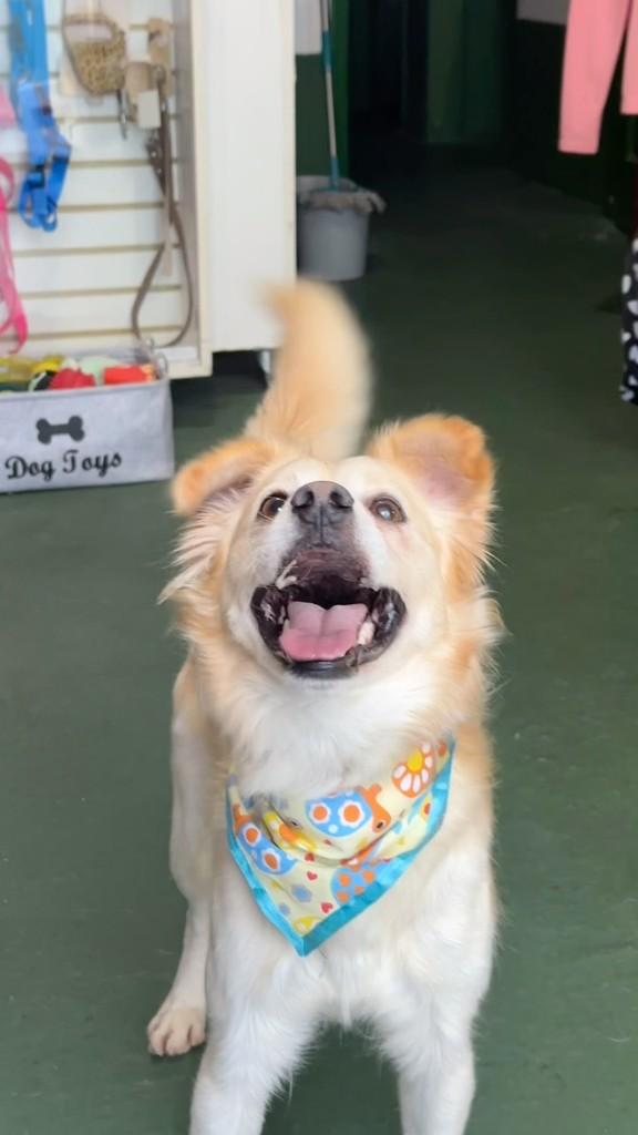 Shopee, cachorro de porte pequeno para adoção em São Paulo - SP