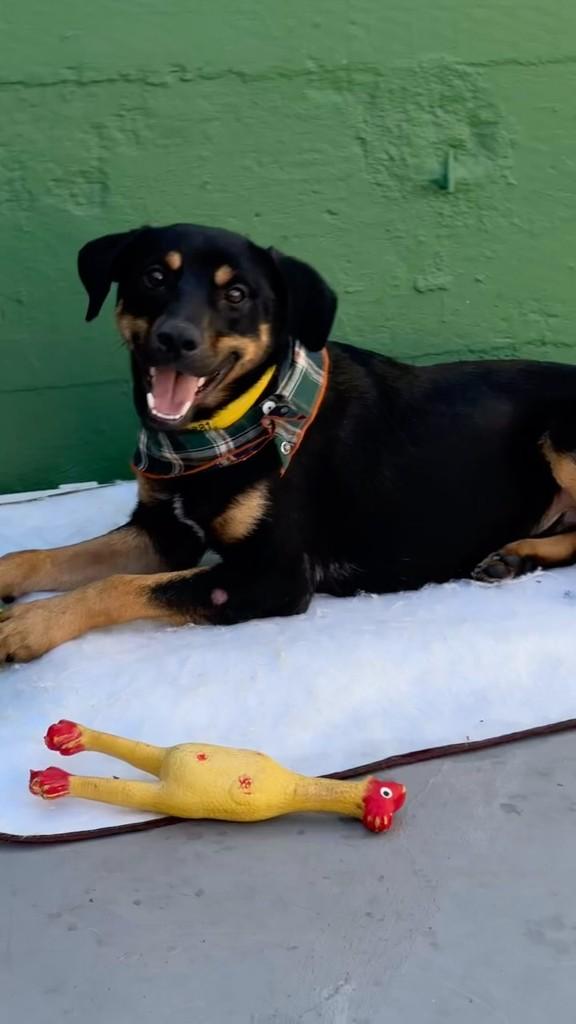 Felipe, cachorro de porte pequeno para adoção em São Paulo - SP