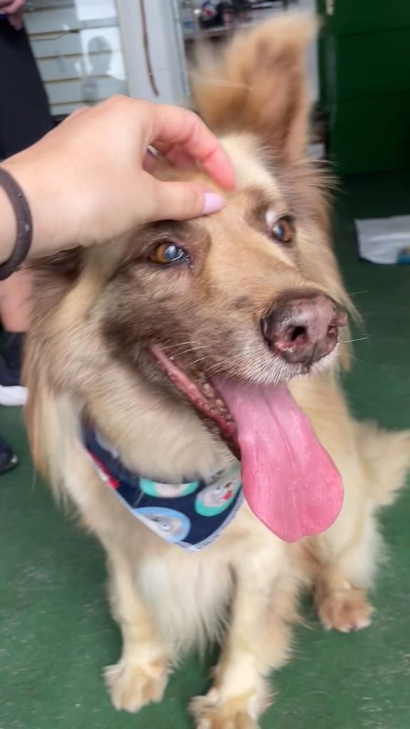 Vitório, cachorro de porte médio para adoção em São Paulo - SP