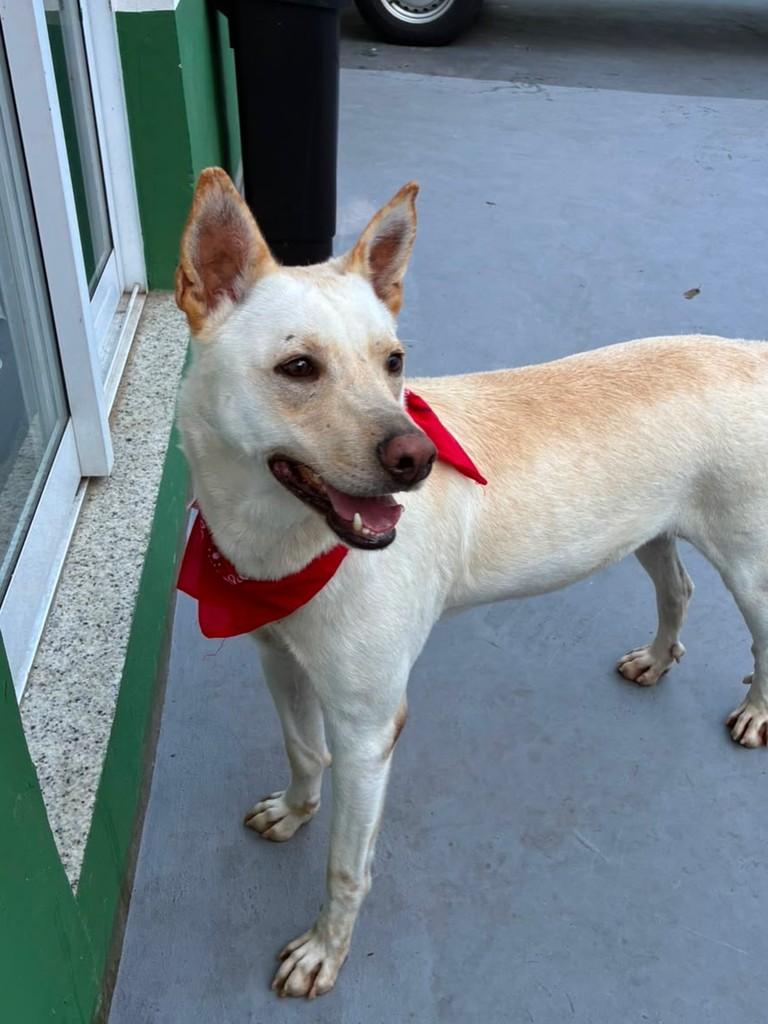Spock, cachorro de porte médio para adoção em São Paulo - SP