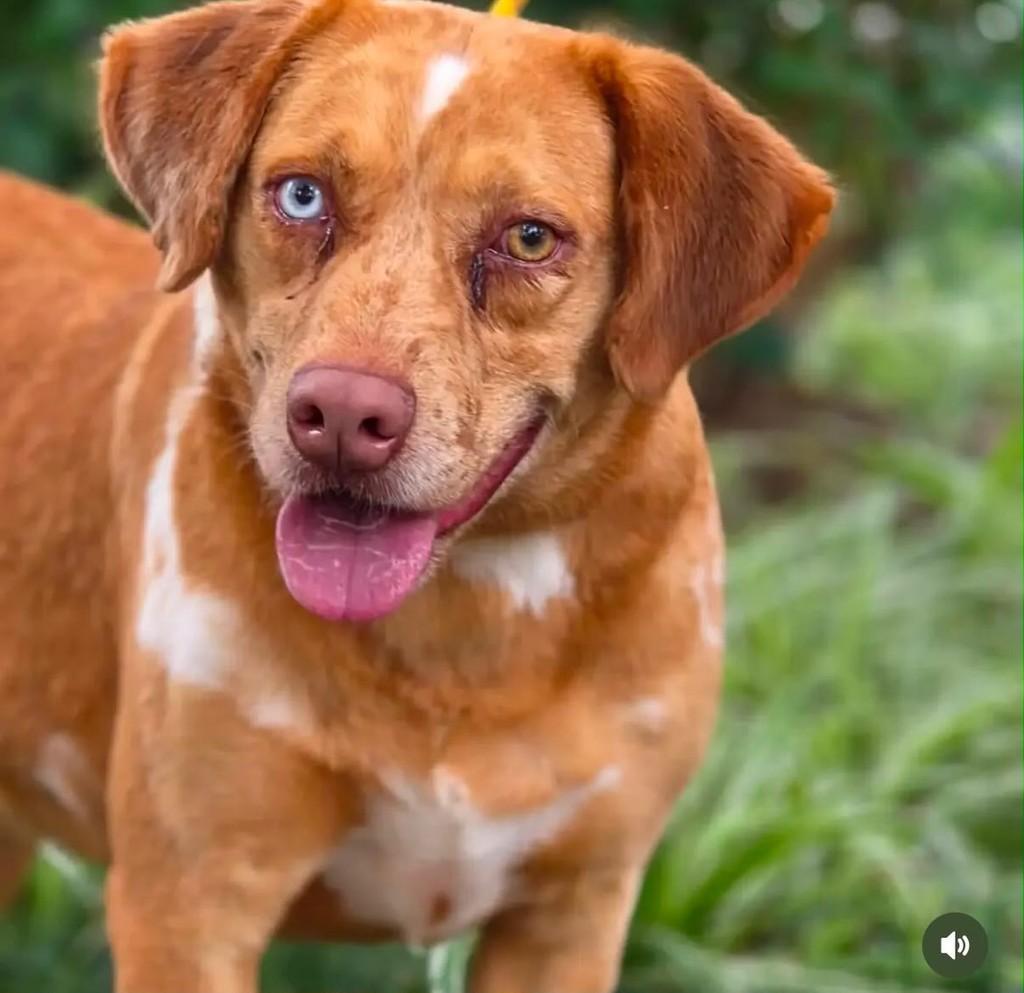 David Bowie, cachorro de porte médio para adoção em Cotia - SP