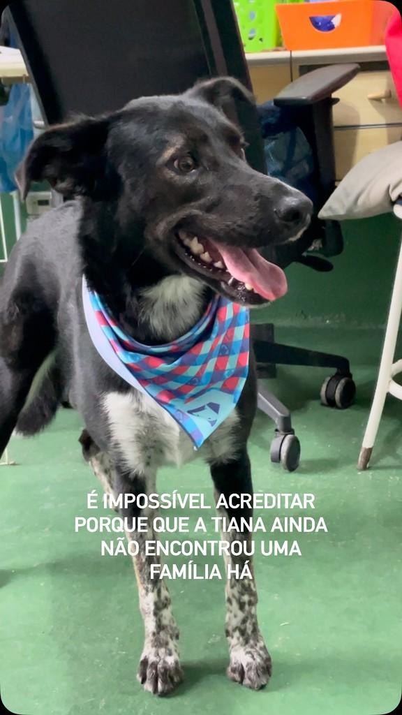 Tiana, cadela de porte médio para adoção em São Paulo - SP
