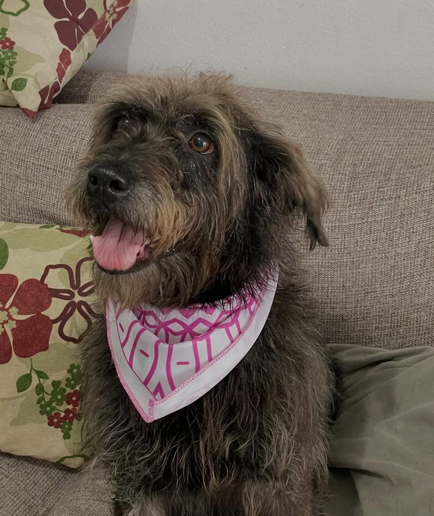 Meg, cachorro de porte médio para adoção em São Paulo - SP