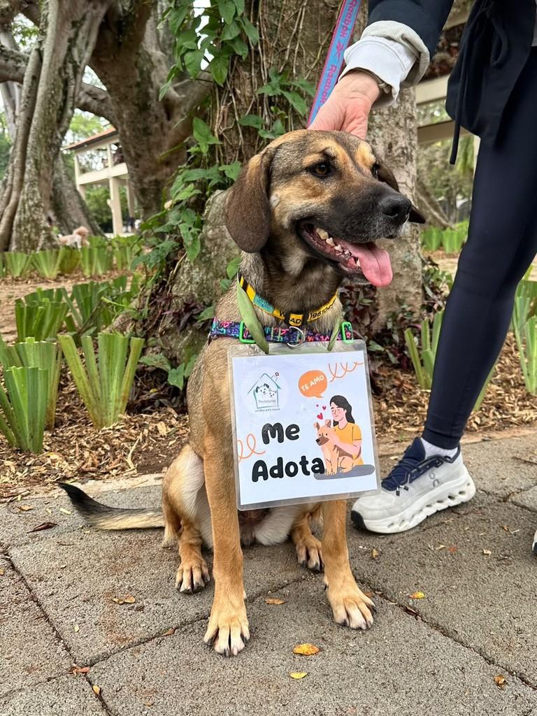 Guta, cadela de porte médio para adoção em São Paulo - SP