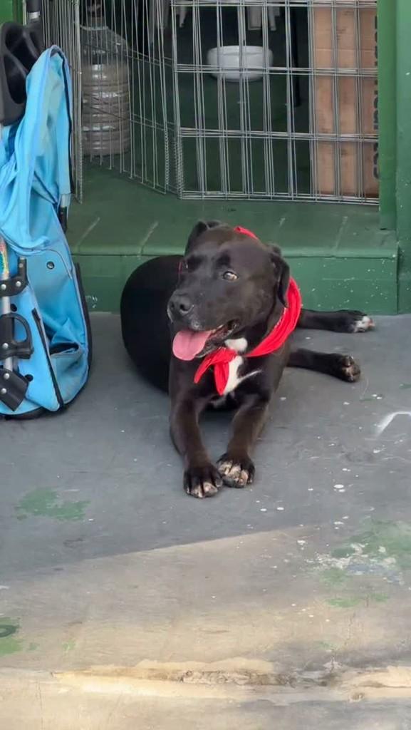 Jhonny, cachorro de porte médio para adoção em São Paulo - SP