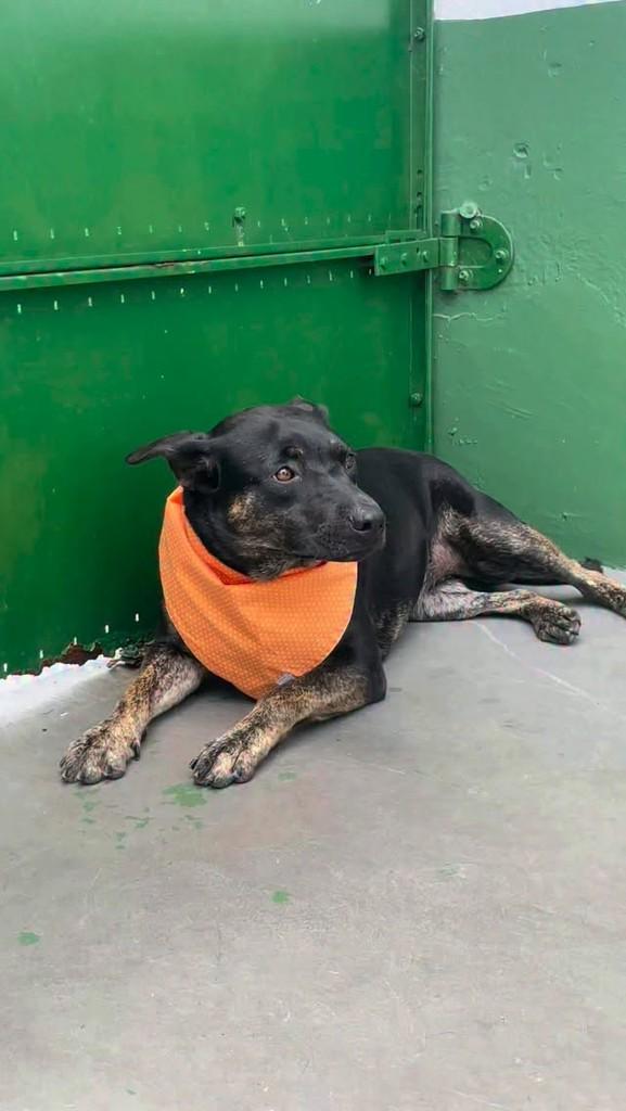 Francisca, cachorro de porte pequeno para adoção em São Paulo - SP