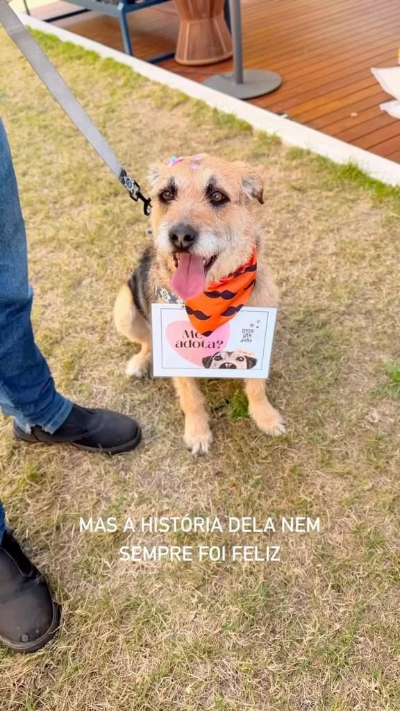 Pati, cadela de porte médio para adoção em São Paulo - SP