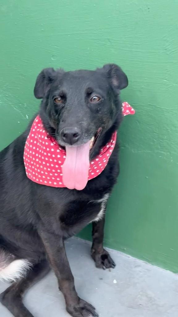 Tina, cadela de porte médio para adoção em São Paulo - SP
