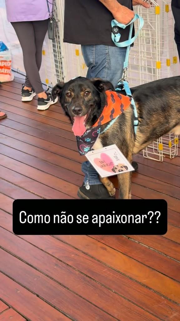 Café, cachorro de porte médio para adoção em Juquitiba - SP