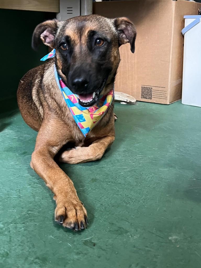 Maria, cadela de porte médio para adoção em São Paulo - SP
