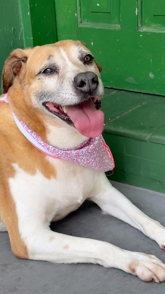 Valentina, cadela de porte médio para adoção em São Paulo - SP