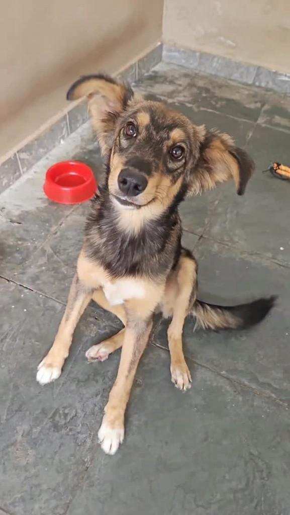 Toby, cachorro de porte médio para adoção em São Paulo - SP