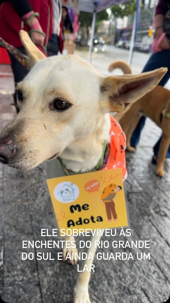 Spike, cachorro de porte médio para adoção em São Paulo - SP