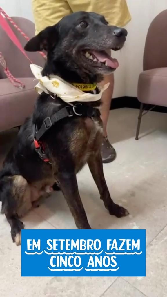 Buddy, cachorro de porte médio para adoção em São Paulo - SP