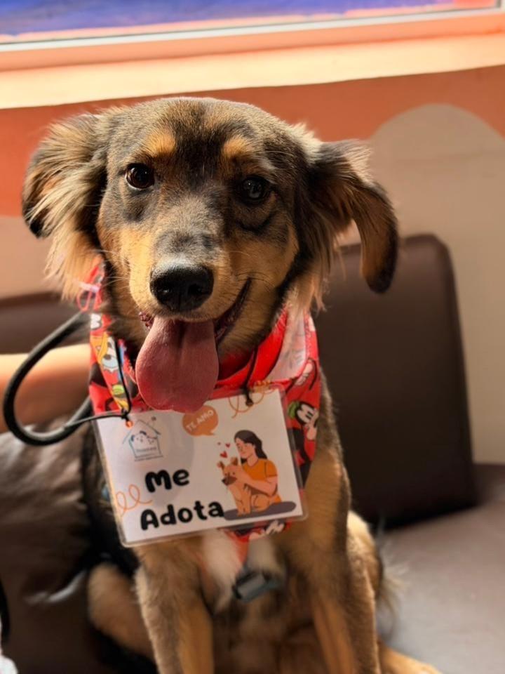 Tobby, cachorro de porte médio para adoção em São Paulo - SP
