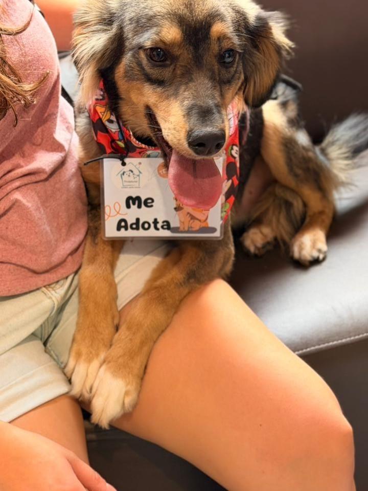 Tobby, cachorro de porte médio para adoção em São Paulo - SP — foto 2 de 5
