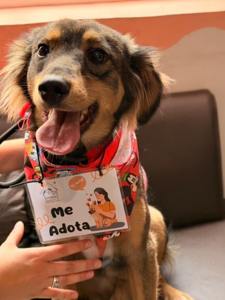 Tobby, cachorro de porte médio para adoção em São Paulo - SP — foto 3 de 5