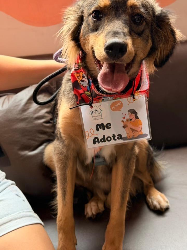 Tobby, cachorro de porte médio para adoção em São Paulo - SP — foto 4 de 5