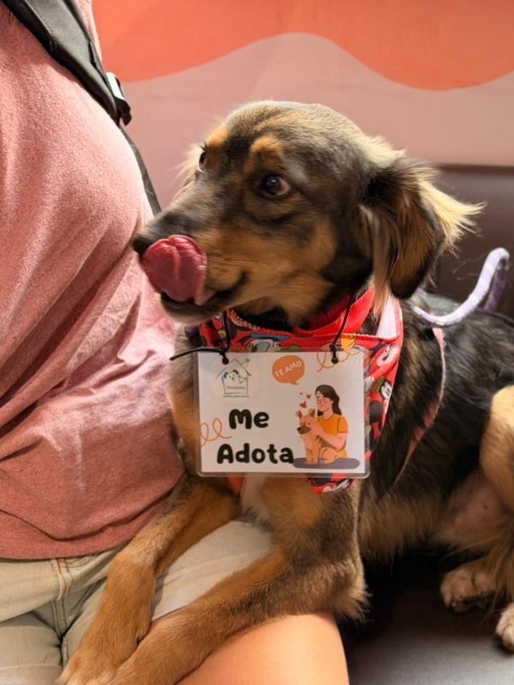 Tobby, cachorro de porte médio para adoção em São Paulo - SP — foto 5 de 5