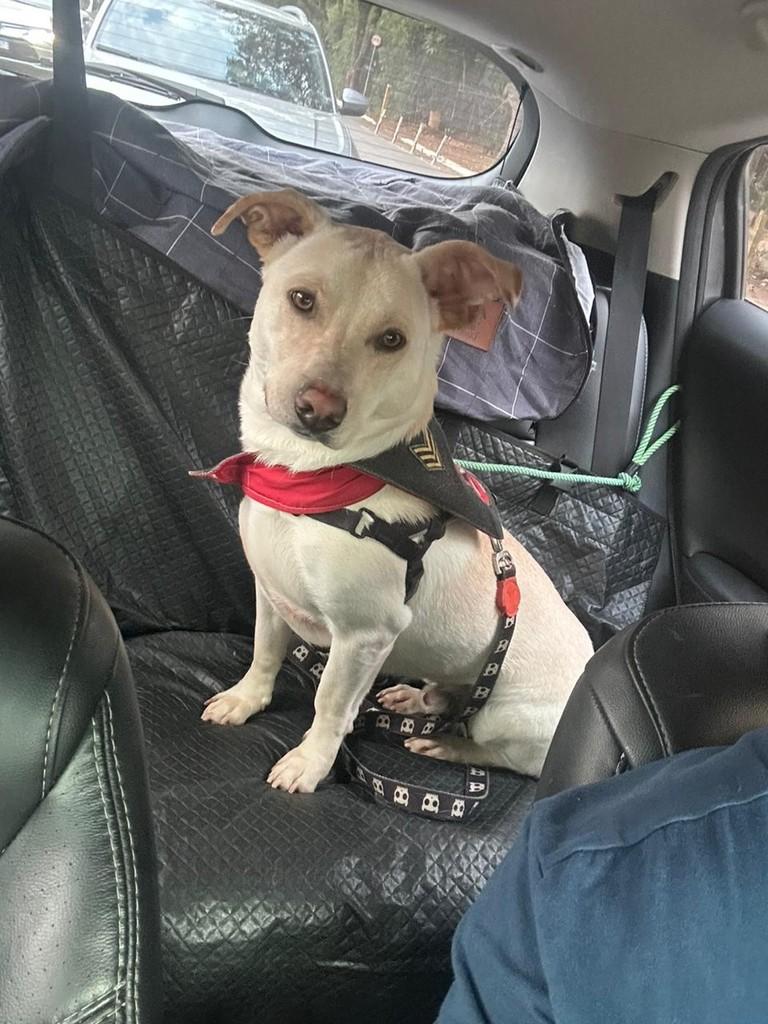 Danny, cachorro de porte pequeno para adoção em São Paulo - SP