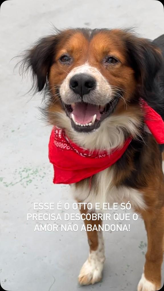 Otto, cachorro de porte médio para adoção em São Paulo - SP