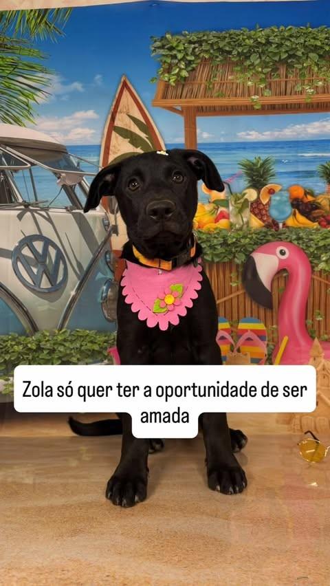 Zola, cadela de porte grande para adoção em Cotia - SP