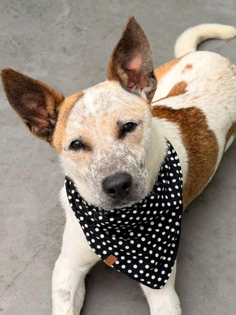 Indiano, cachorro de porte médio para adoção em São Paulo - SP