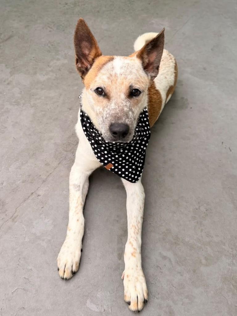 Indiano, cachorro de porte médio para adoção em São Paulo - SP — foto 2 de 3