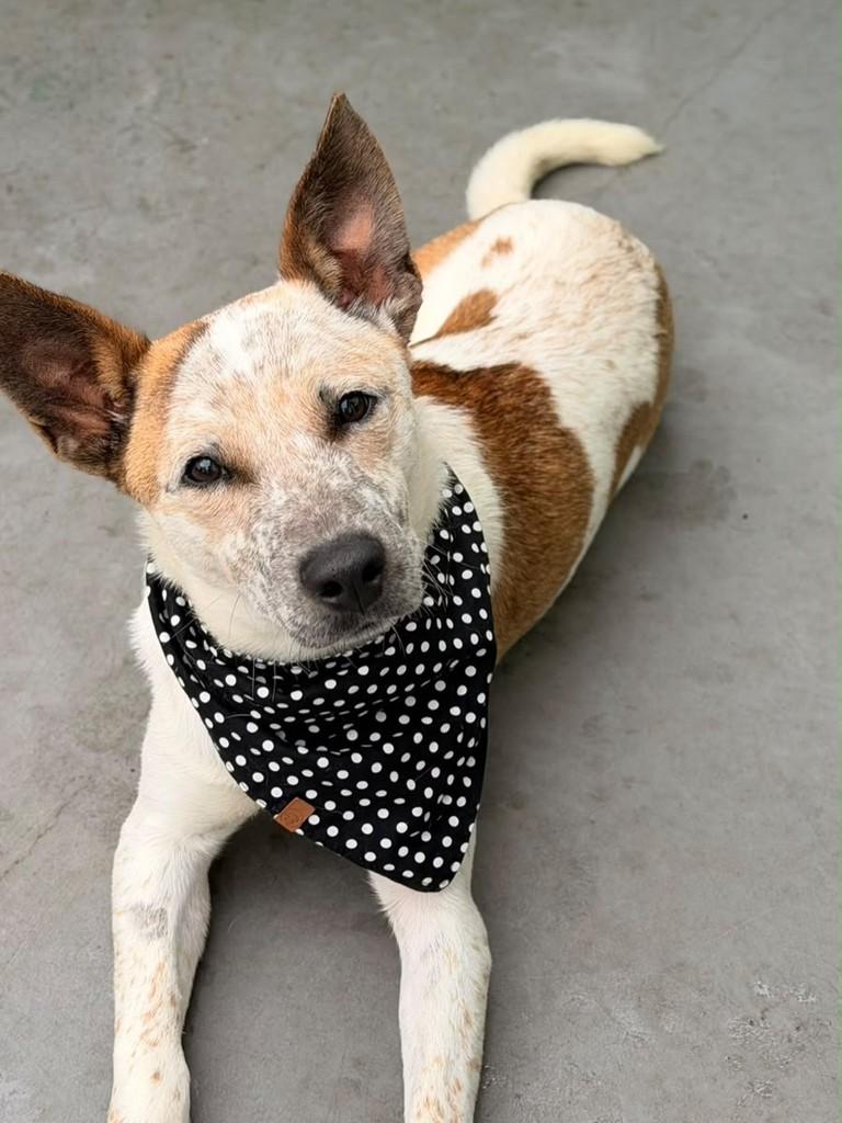 Indiano, cachorro de porte médio para adoção em São Paulo - SP — foto 3 de 3