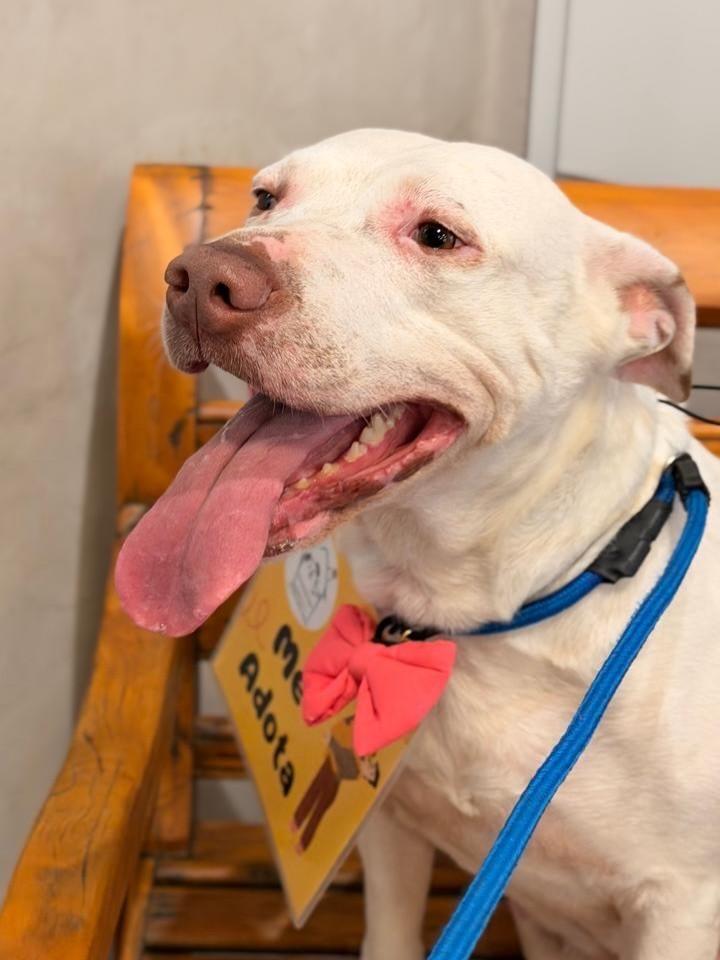 Lua, cadela de porte grande para adoção em São Paulo - SP