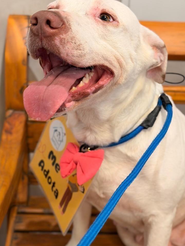 Lua, cadela de porte grande para adoção em São Paulo - SP — foto 2 de 5