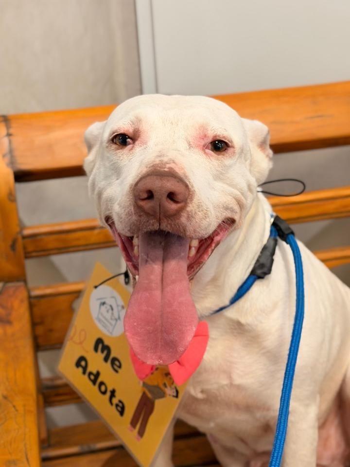 Lua, cadela de porte grande para adoção em São Paulo - SP — foto 3 de 5