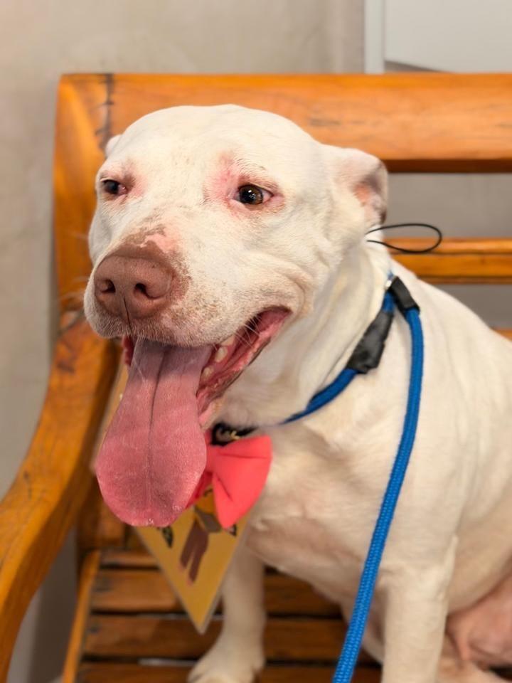 Lua, cadela de porte grande para adoção em São Paulo - SP — foto 4 de 5