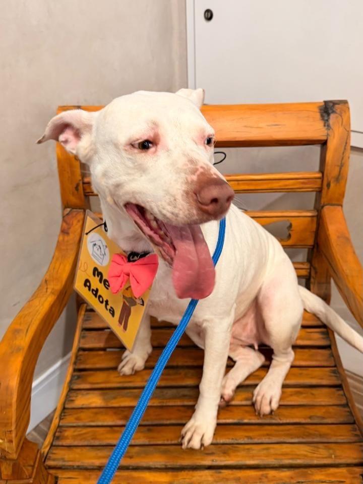 Lua, cadela de porte grande para adoção em São Paulo - SP — foto 5 de 5