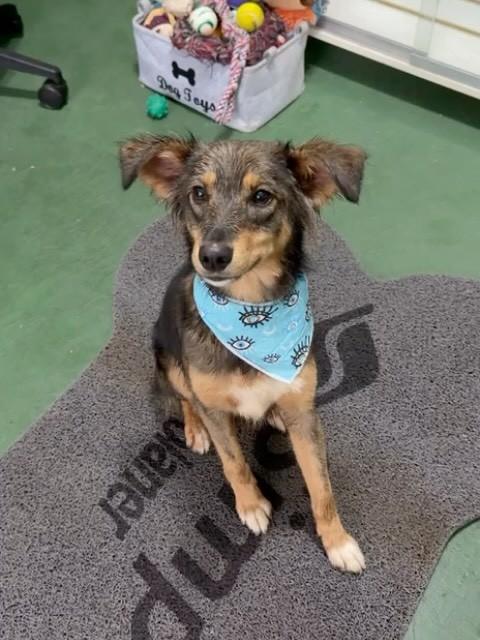 Toddy, cachorro de porte médio para adoção em São Paulo - SP