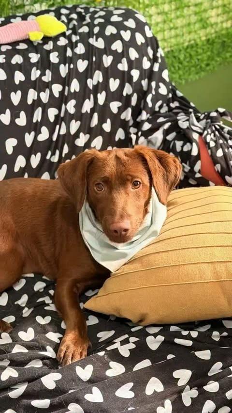 Tomate, cachorro de porte médio para adoção em São Paulo - SP