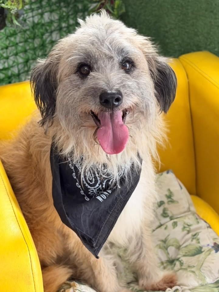 Leonardo, cachorro de porte médio para adoção em São Paulo - SP