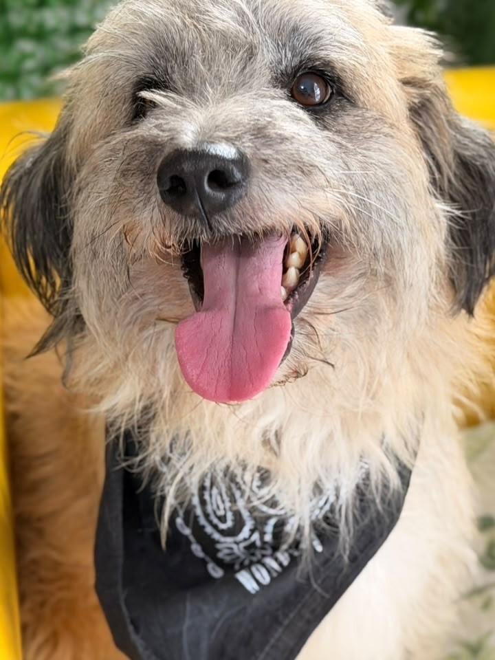 Leonardo, cachorro de porte médio para adoção em São Paulo - SP — foto 2 de 8