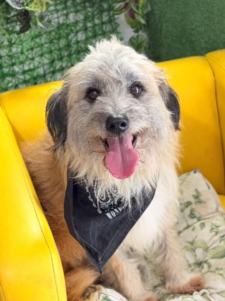 Leonardo, cachorro de porte médio para adoção em São Paulo - SP — foto 3 de 8