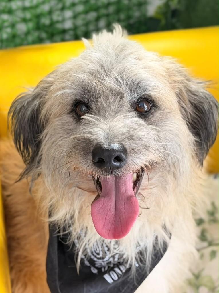 Leonardo, cachorro de porte médio para adoção em São Paulo - SP — foto 4 de 8
