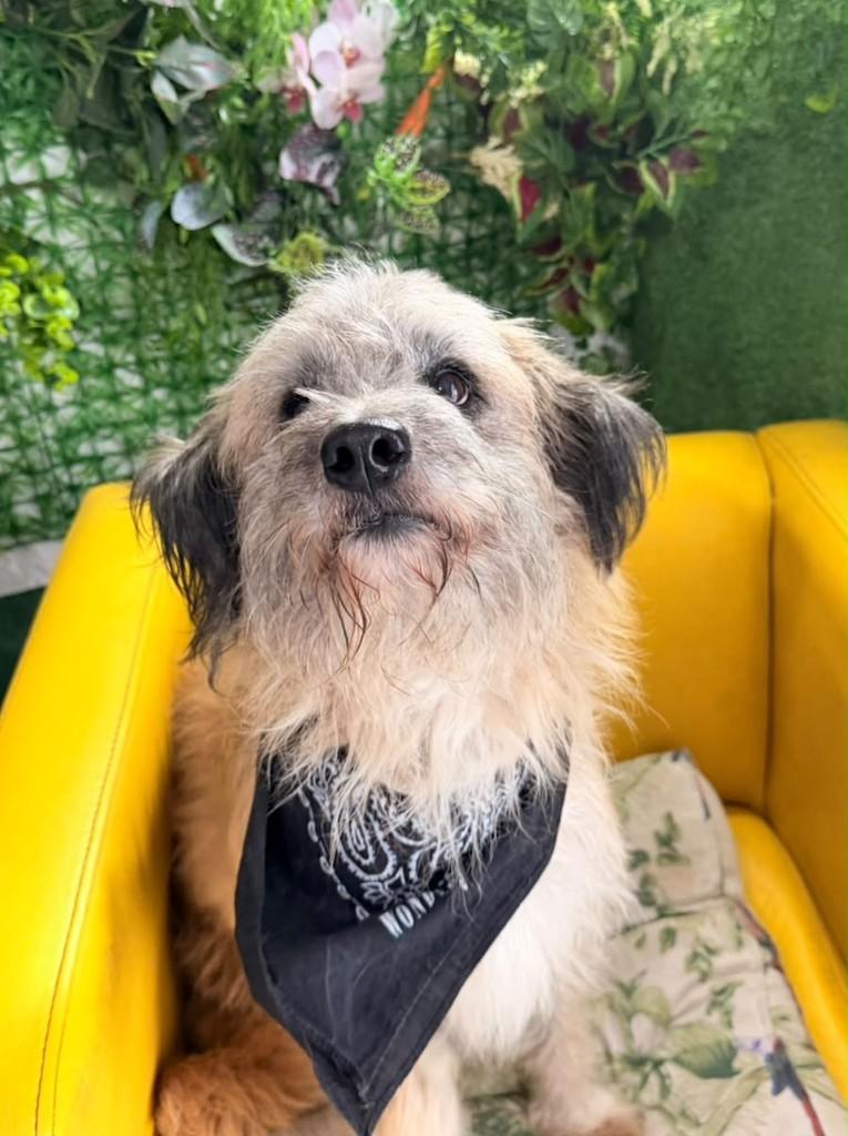 Leonardo, cachorro de porte médio para adoção em São Paulo - SP — foto 5 de 8