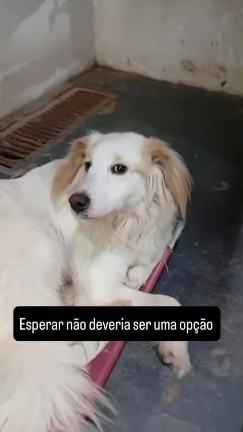 Pedrinho, cadela de porte pequeno para adoção em São Paulo - SP