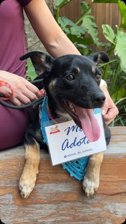 Lady, cadela de porte médio para adoção em São Paulo - SP