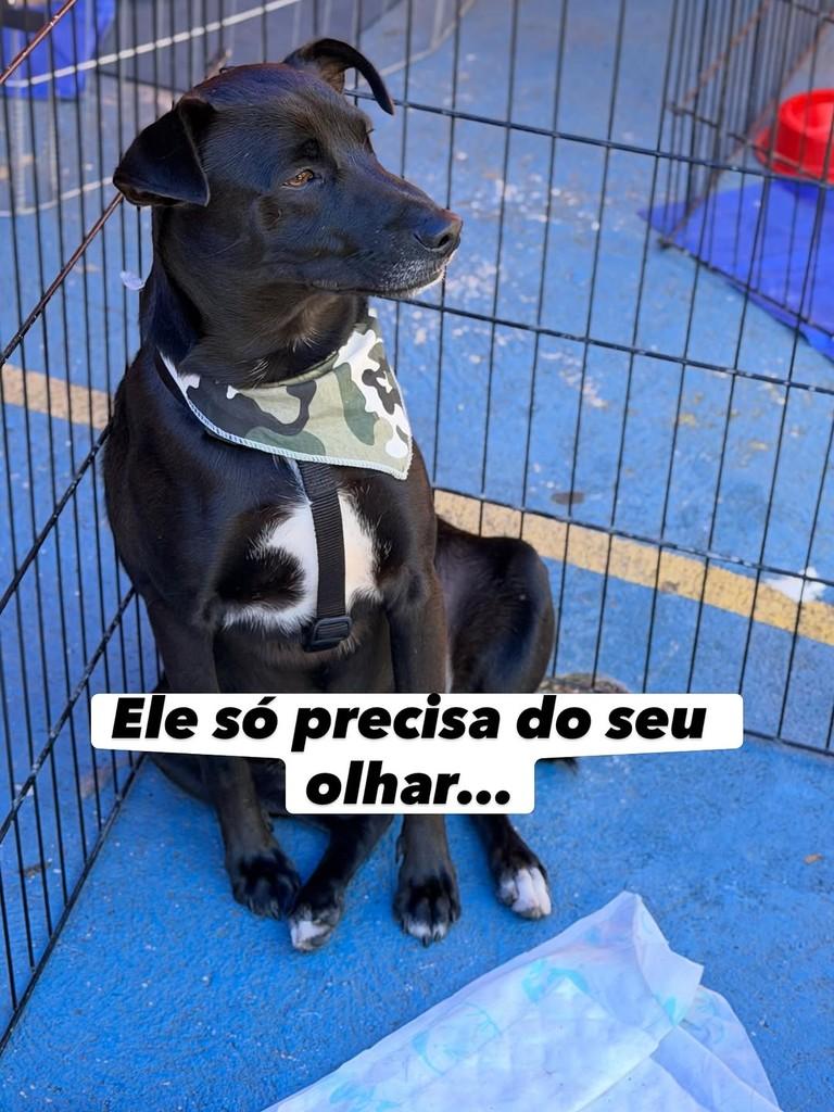 Brownie, cachorro de porte médio para adoção em São Paulo - SP
