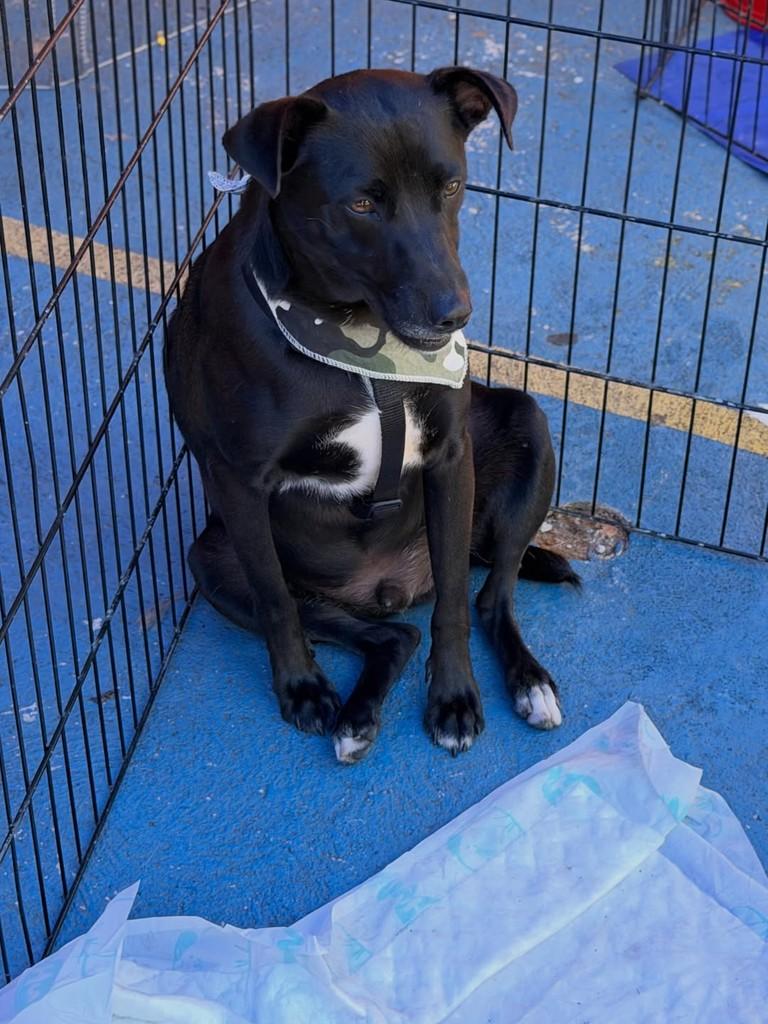 Brownie, cachorro de porte médio para adoção em São Paulo - SP — foto 2 de 3